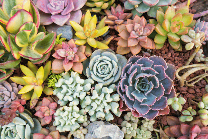 Why Succulents are a popular choice for indoor plants