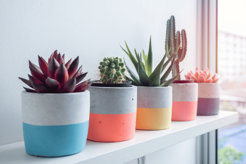 What kind of pots are best for indoor plants?