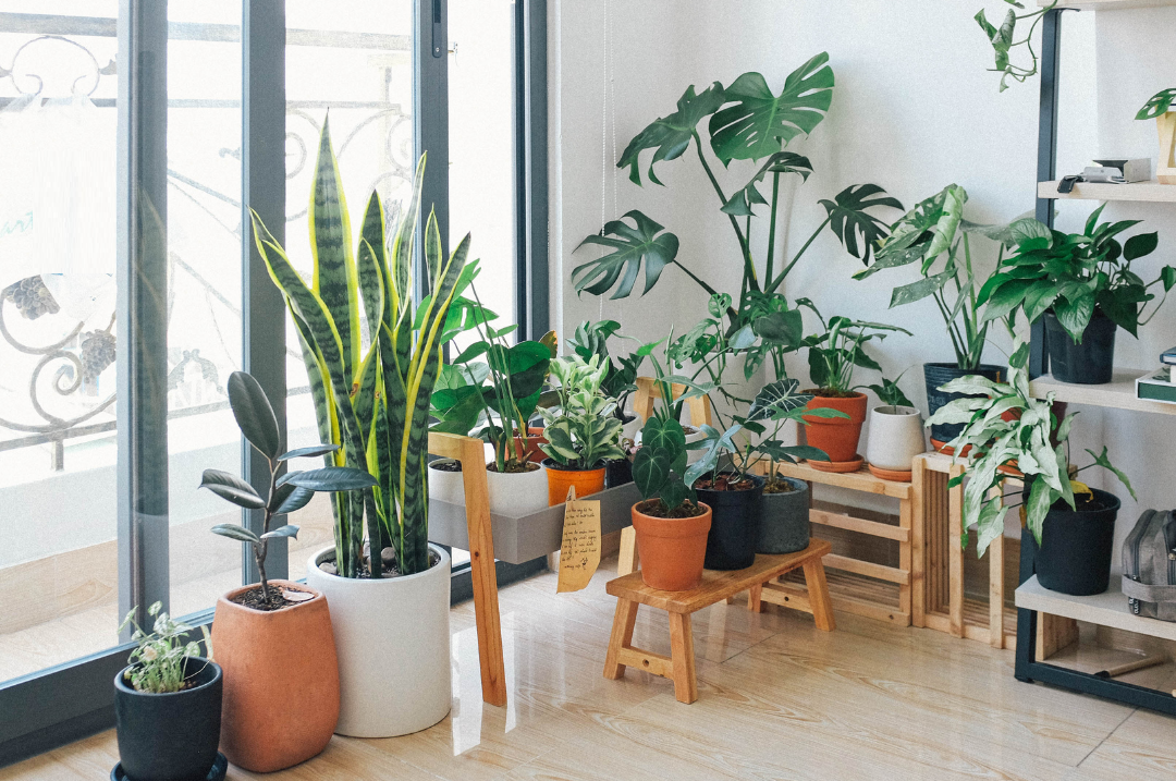 10 Easy to care indoor plants for home
