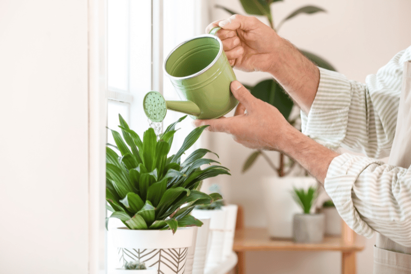 How to Tell if you’re overwatering or underwatering your indoor plants