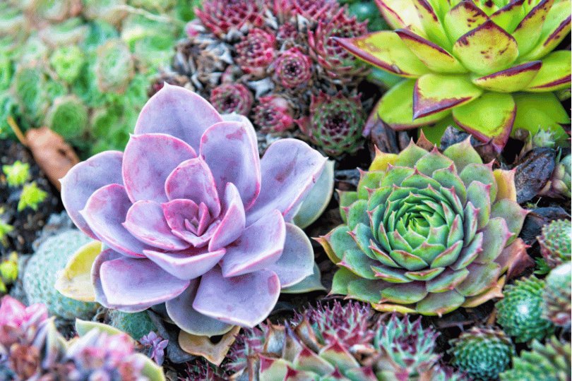 How to care for succulent plants: Dos and Don’ts